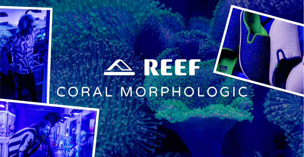 REEF x Coral Morphologic - Cozy With The Homey's