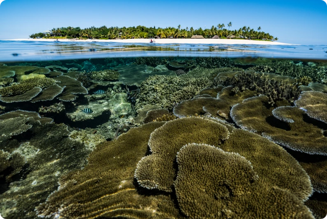 Over under photo of and island and reef.