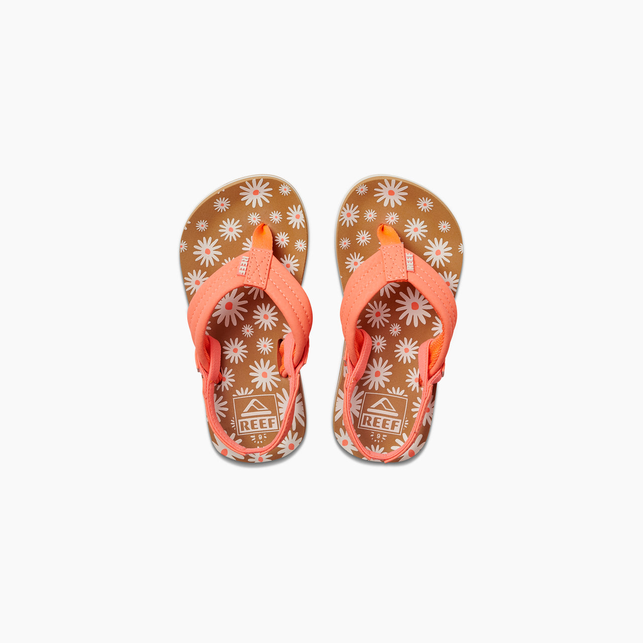 Little Ahi - Daisy - Top View