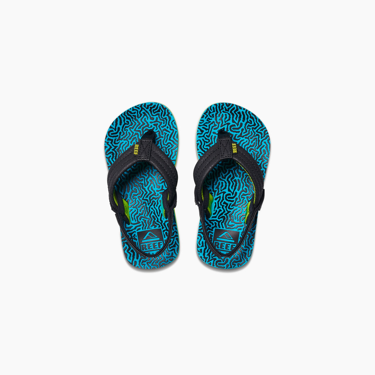 Little Ahi - Blue Coral - Top View